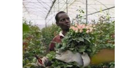 Výstava na stromech